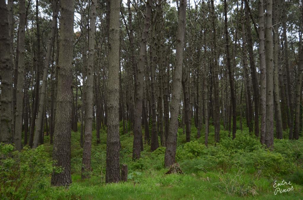 Entre Pinos Eco Box 3* Punta del Este